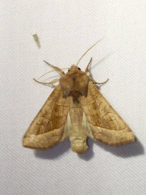 Hydraecia micacea - csillogó acsalapubagoly