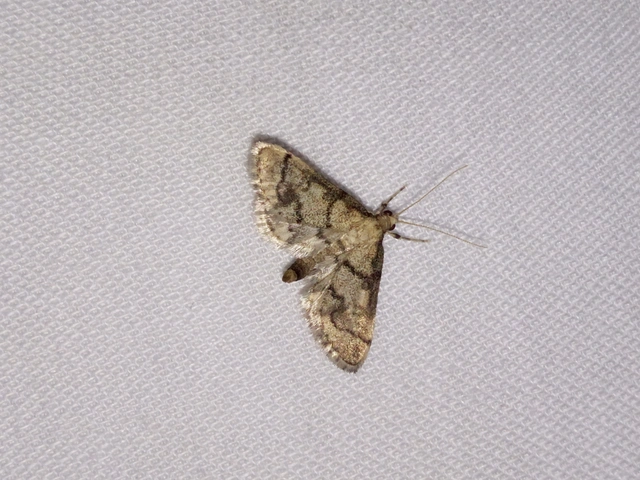 Metasia ophialis - kígyósávos tűzmoly