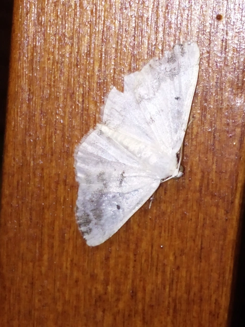 Lomographa temerata - foltos fehéraraszoló