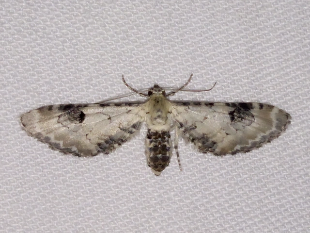 Eupithecia centaureata - búzavirág-törpearaszoló