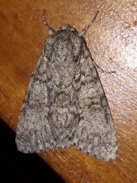 Acronicta megacephala - nagyfejű szigonyosbagoly