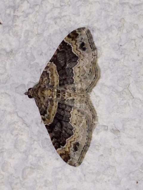 Xanthorhoe ferrugata - kerti tarkaaraszoló