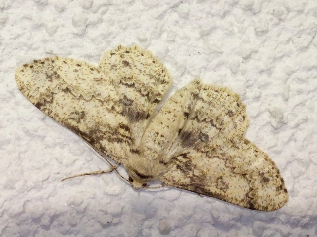 Ascotis selenaria - holdas faaraszoló