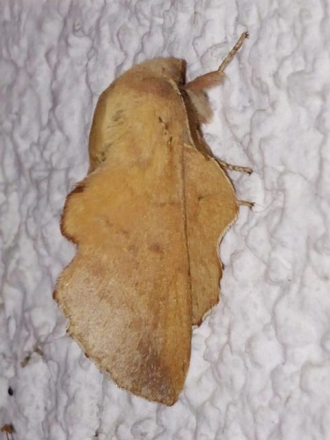 Phyllodesma tremulifolia - nyárlevélpohók