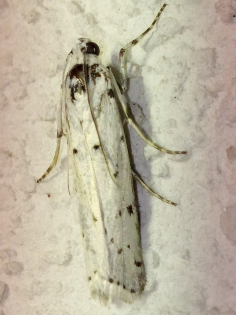Myelois circumvoluta - pettyes karcsúmoly