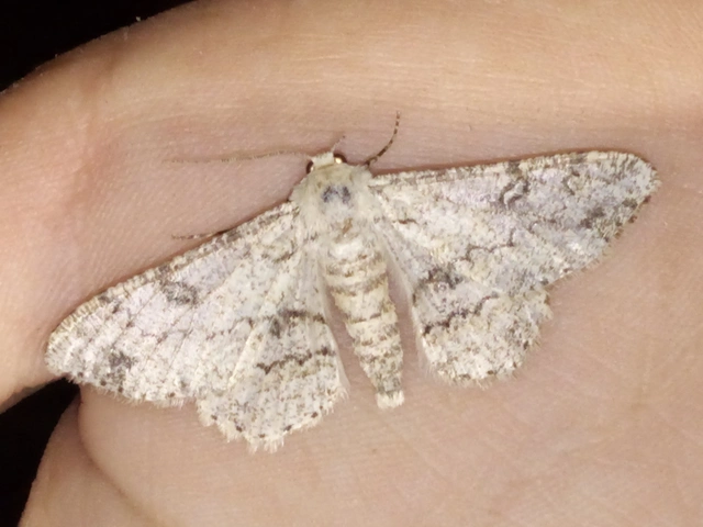 Ascotis selenaria - holdas faaraszoló