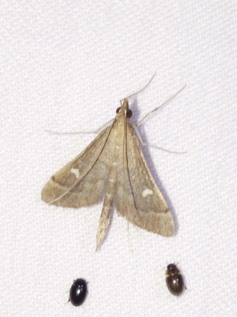 Dolicharthria punctalis - hosszúlábú tűzmoly