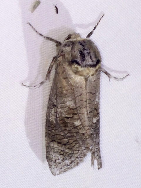 Cossus cossus - fűzfarontólepke