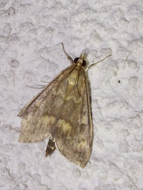 Ostrinia nubilalis - kukoricamoly