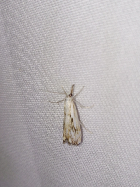 Catoptria falsella - hálós fűgyökérmoly