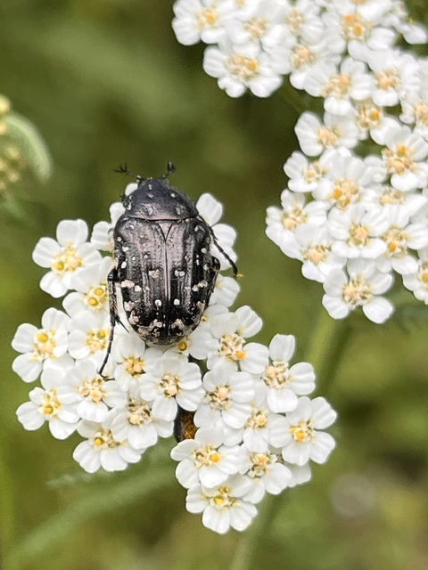 Oxythyrea funesta - sokpettyes virágbogár