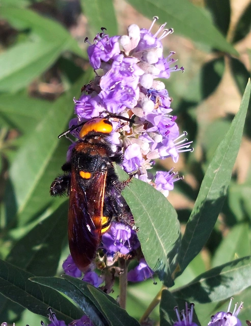 Megascolia maculata - óriás-tőrösdarázs