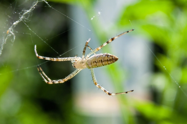 Argiope bruennichi - darázspók