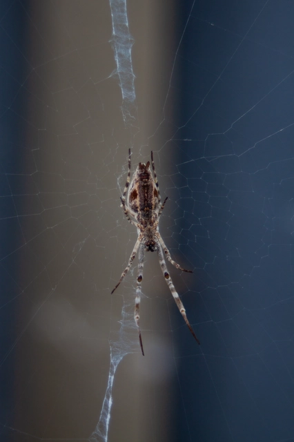 Uloborus walckenaerius - derespók