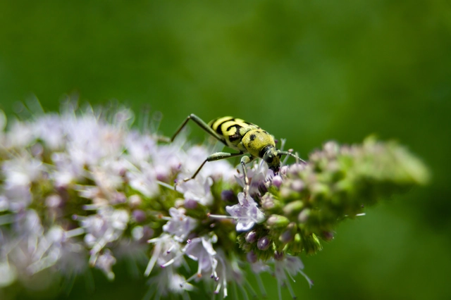 Chlorophorus varius - díszes darázscincér