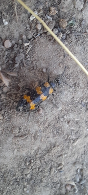 Mylabris variabilis - szalagos hólyaghúzó Mylabris variabilis - szalagos hólyaghúzó