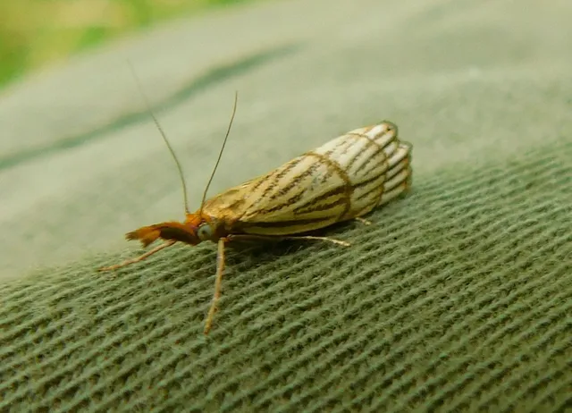 Chrysocrambus linetella - déli fűgyökérmoly