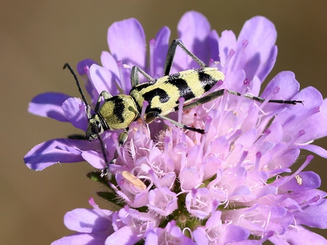 Chlorophorus varius - díszes darázscincér