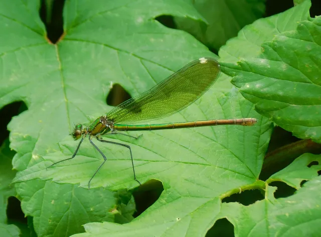 Calopteryx splendens - sávos szitakötő
