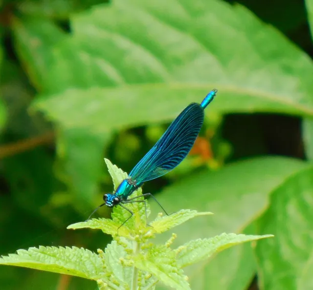 Calopteryx splendens - sávos szitakötő