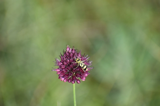 Chlorophorus varius - díszes darázscincér