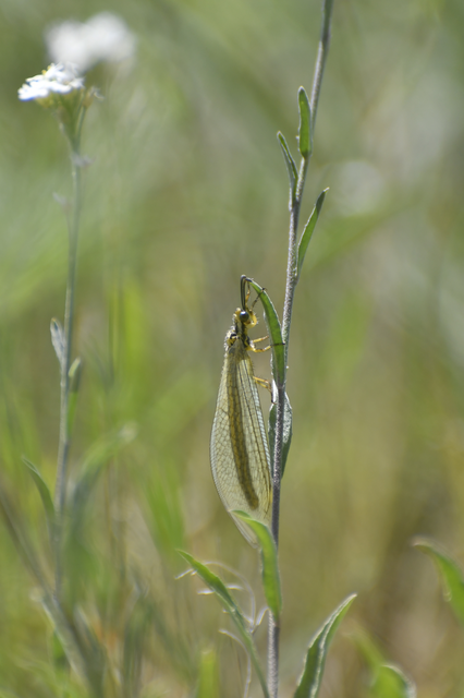 Myrmecaelurus trigrammus - hangyafarkas