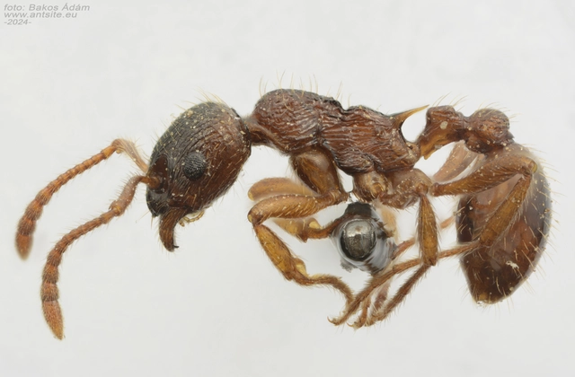 Myrmica ruginodis - erdei bütyköshangya
