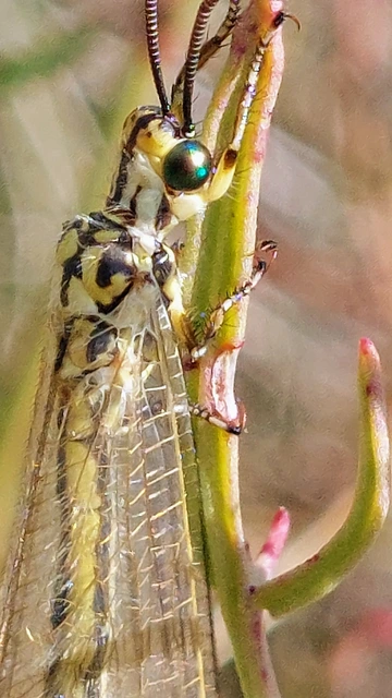 Myrmecaelurus trigrammus - hangyafarkas