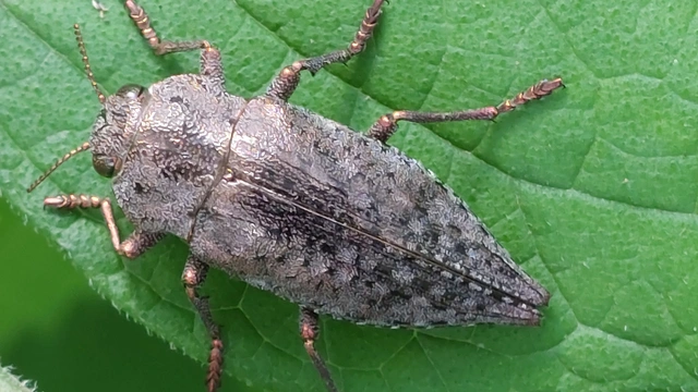 Dicerca berolinensis - bükkfa-díszbogár