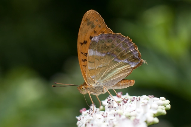 Argynnis paphia - nagy gyöngyházlepke