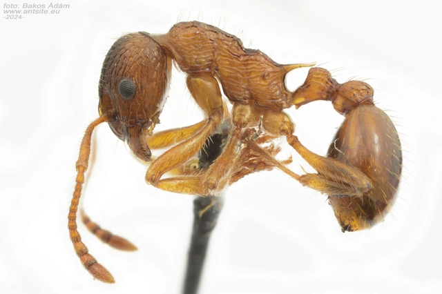 Myrmica ruginodis - erdei bütyköshangya