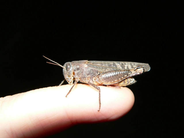 Calliptamus italicus - olaszsáska