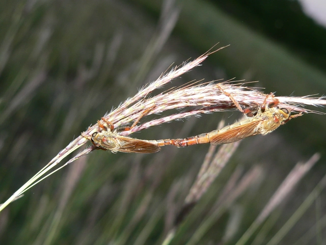 Stenopogon