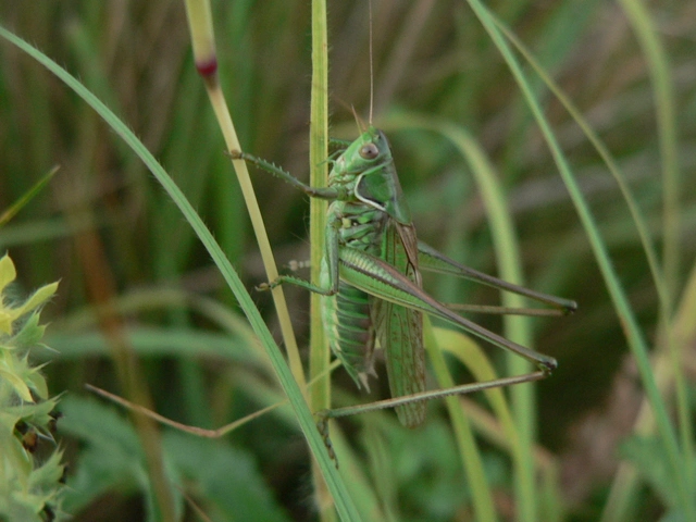 Gampsocleis glabra - tőrös szöcske