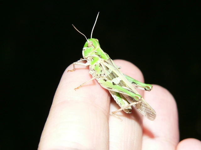 Oedaleus decorus - szalagos sáska