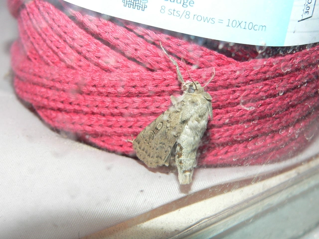 hamvas földibagoly - Rhyacia simulans