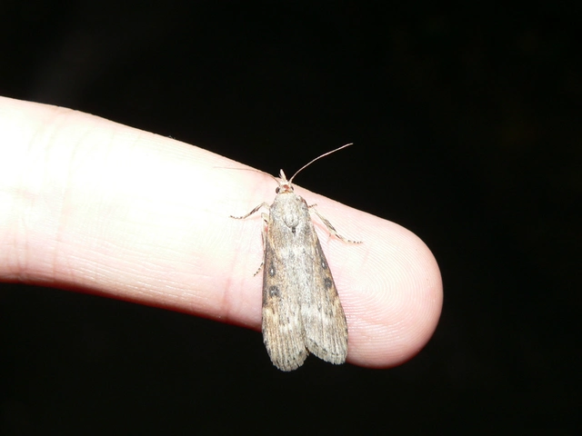 Lamoria