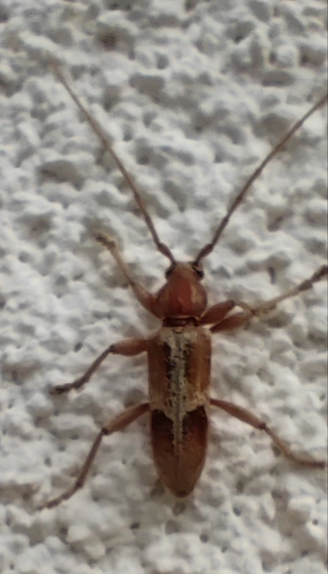 Trichoferus pallidus - sápadt éjicincér