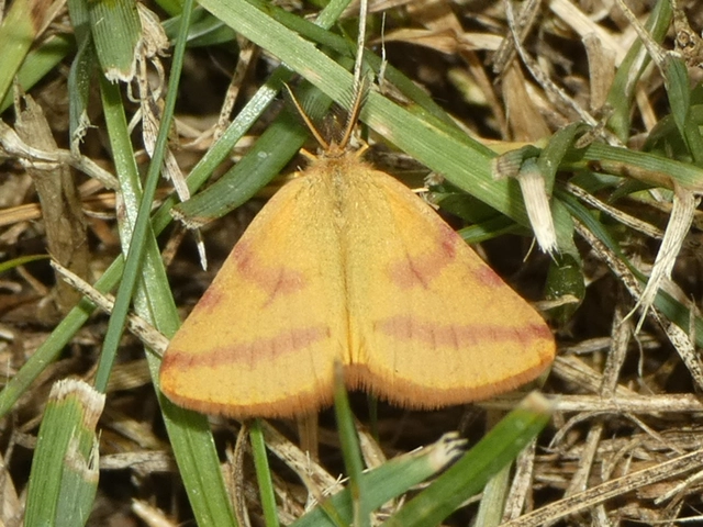 Lythria purpuraria - bíborsávos araszoló
