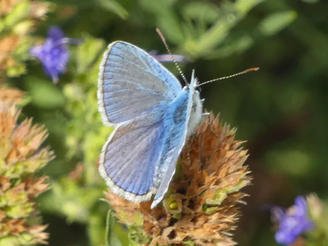 Polyommatus icarus - közönséges boglárka