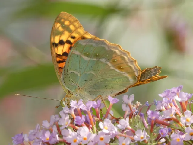 Argynnis pandora - zöldes gyöngyházlepke