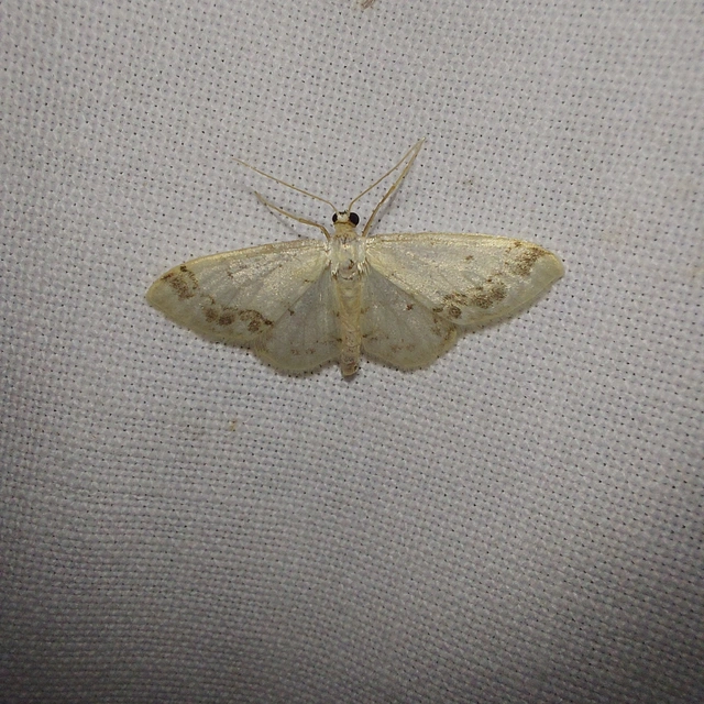 Idaea trigeminata - csúcsfoltos apróaraszoló