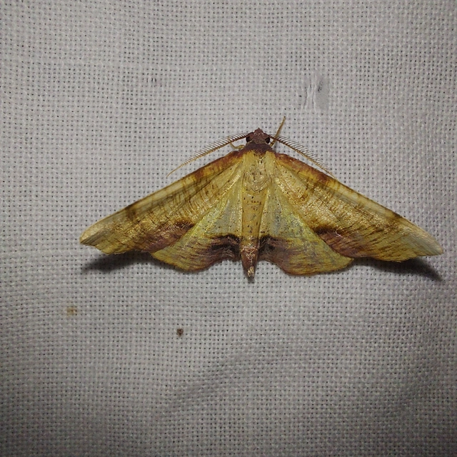 Plagodis dolabraria - baltaszárnyú araszoló