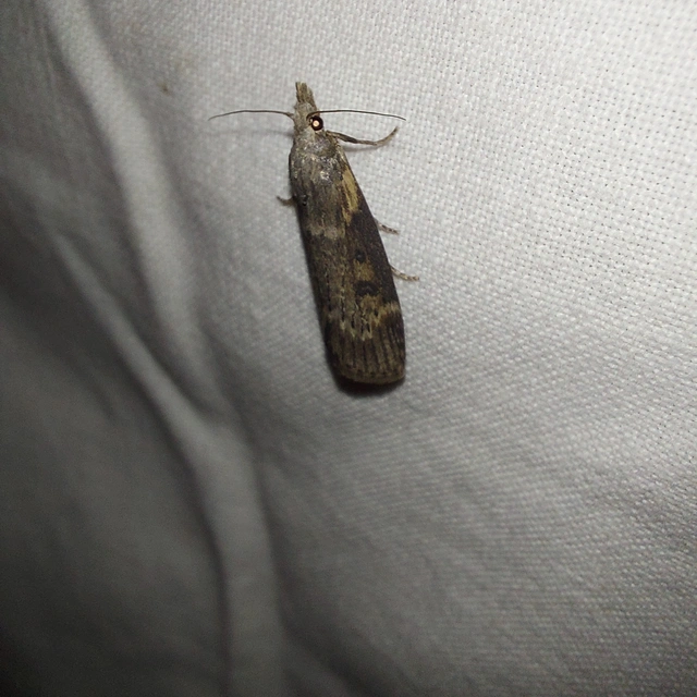 Lamoria