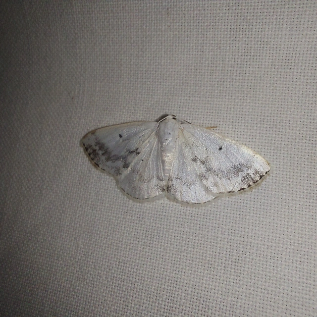 Lomographa temerata - foltos fehéraraszoló
