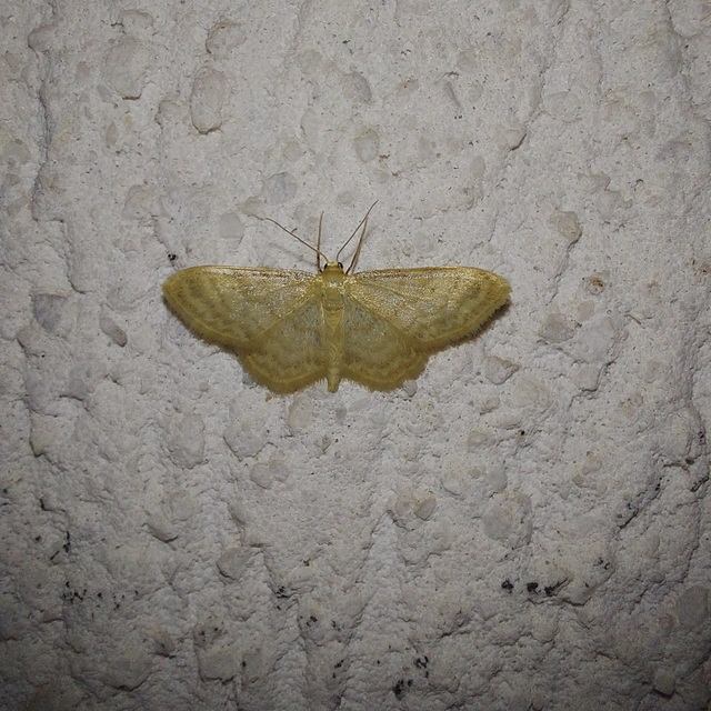 Idaea dilutaria - napvirág-apróaraszoló
