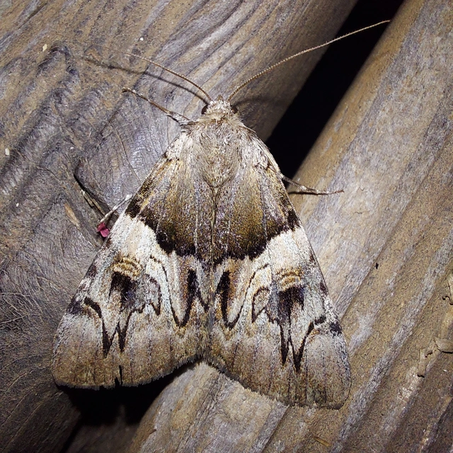 Catocala fulminea - galagonya-övesbagoly
