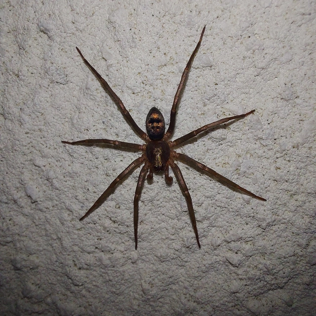 Drapeta rutilans - csillogó avarpók