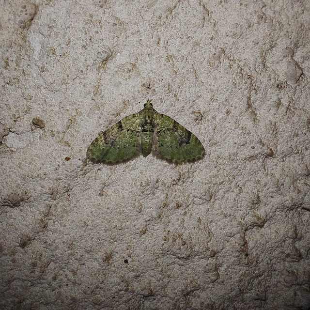 Chloroclystis v-ata - zöldes törpearaszoló