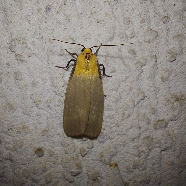 Lithosia quadra - négypettyes zuzmószövő